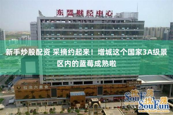 新手炒股配资 采摘约起来！增城这个国家3A级景区内的蓝莓成熟啦